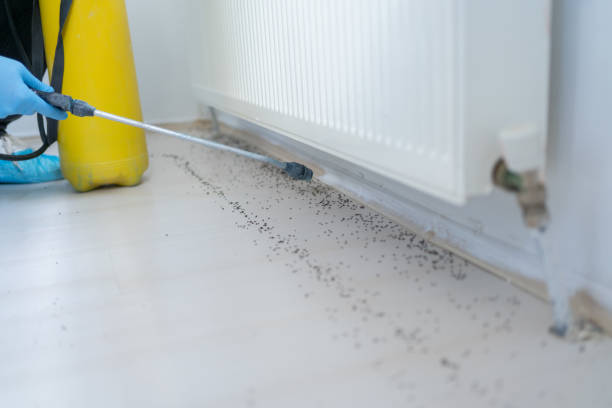 Pest Prevention Services in Mill City, OR